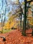 Englands oldest forest in golden autumn