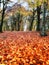 Englands oldest forest in golden autumn