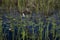 Englemann`s Arrowhead white wildflower and reeds growing in dark water, realistic natural light