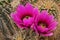 Englemann\'s Hedgehog Cactus Blossoms