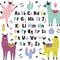 English alphabet with cute llamas. Educational poster for kids with funny alpaca