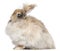 English Angora rabbit in front of white background