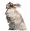 English Angora rabbit in front of white background