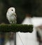 English Barn Owl