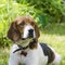 English beagle - breed of the hunting hounds of dogs