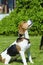 English beagle - breed of the hunting hounds of dogs