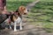 English Beagle Dog