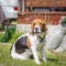 English beagle, hunting dog, sitting on a leash