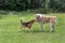 English beagle puppy and alabai puppy are standing on a green grass in the summer park. Pet animals.