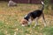 English beagle is sniffing out traces in the autumn park. Pet animals