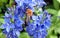 English Bee on a Blue Hydrangea