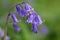 English Bluebell in close up