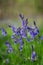 English bluebell close-up, hyacinthoides non scripta