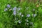 English bluebell flowers. Asparagaceae perennial bulbous plants.