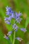 English Bluebell Hyacinthoides non-scripta
