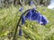 English Bluebell, Hyacinthoides non-scripta, stem in long grass