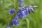 English bluebell stem, Hyacinthoides non-scripta