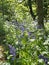 English bluebells in bright sunlit woodland surrounded by forest trees