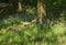 English bluebells flowering in bright spring woodland surrounded by grass and trees