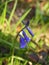 English bluebells growing in spring woodland