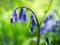English Bluebells - Hyacinthoides non-scripta