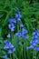 English Bluebells - Hyacinthoides non-scripta