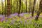 English bluebells in a Lancashire wood.