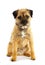 English border terrier