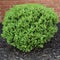 English boxwood with spring growth