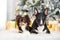 English bull terrier and chihuahua dogs posing for Christmas