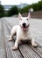 English bull Terrier a fighting dog