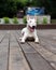 English bull Terrier a fighting dog