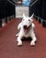 English bull Terrier a fighting dog