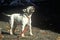 English Bull Terrier on leash