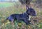 English Bull Terrier Male Gaston restin in a meadow