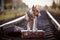 English bull terrier on rails with suitcases.