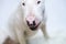 English Bull Terrier white dog is furious and angry closeup.Beautiful doggy, pet concept, domestic animal.