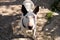 English Bull Terrier white dog is furious and angry in garden outdoor, closeup. White bull terrier dog is walking and looking.