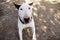 English Bull Terrier white dog is furious and angry in garden outdoor, closeup. White bull terrier dog is walking and looking.