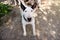 English Bull Terrier white dog is furious and angry in garden outdoor, closeup. White bull terrier dog is walking and looking.