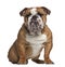 English Bulldog, 10 months old, sitting