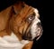 English bulldog