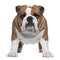 English Bulldog, 2 years old, standing