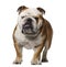 English Bulldog (3 years old)