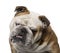 English Bulldog (3 years old)