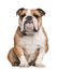 English Bulldog, 5 years old, sitting against white background