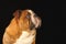 English bulldog