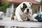 English bulldog