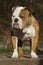 English bulldog, autumn