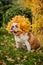 The english bulldog in autumn leaves. Autumn wreath of leaves. The autumn Queen.